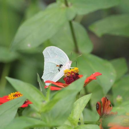 산 이그나시오 Xultun Farm 게스트하우스 외부 사진